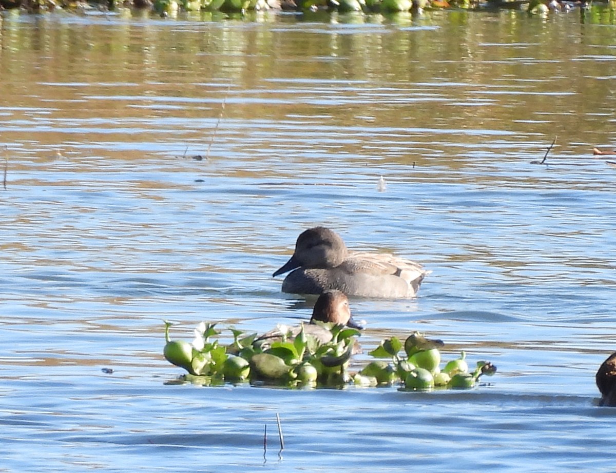 Gadwall - ML646178058