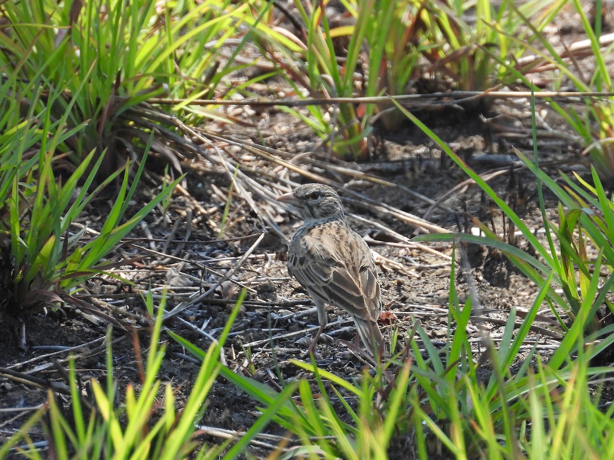 Madagascar Lark - ML646178059