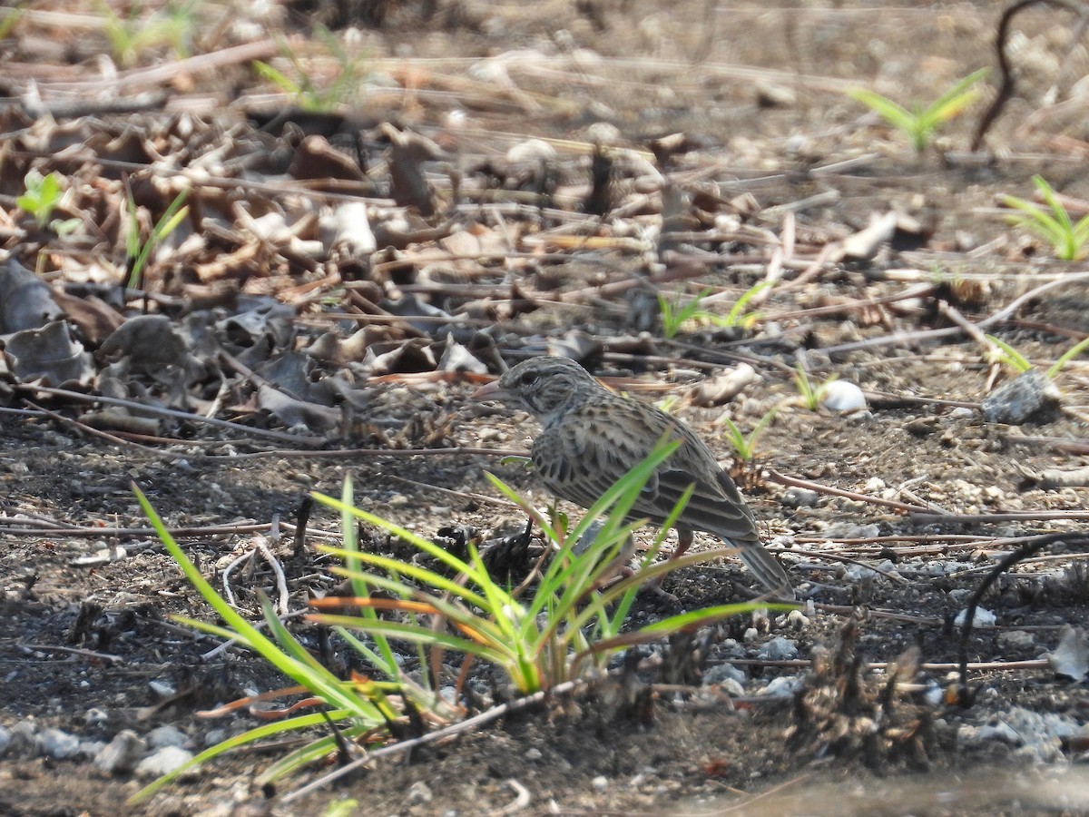 Madagascar Lark - ML646178060
