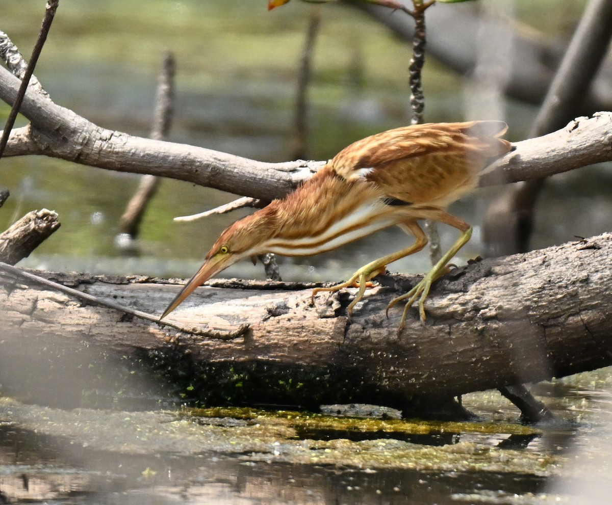 Yellow Bittern - ML646178063