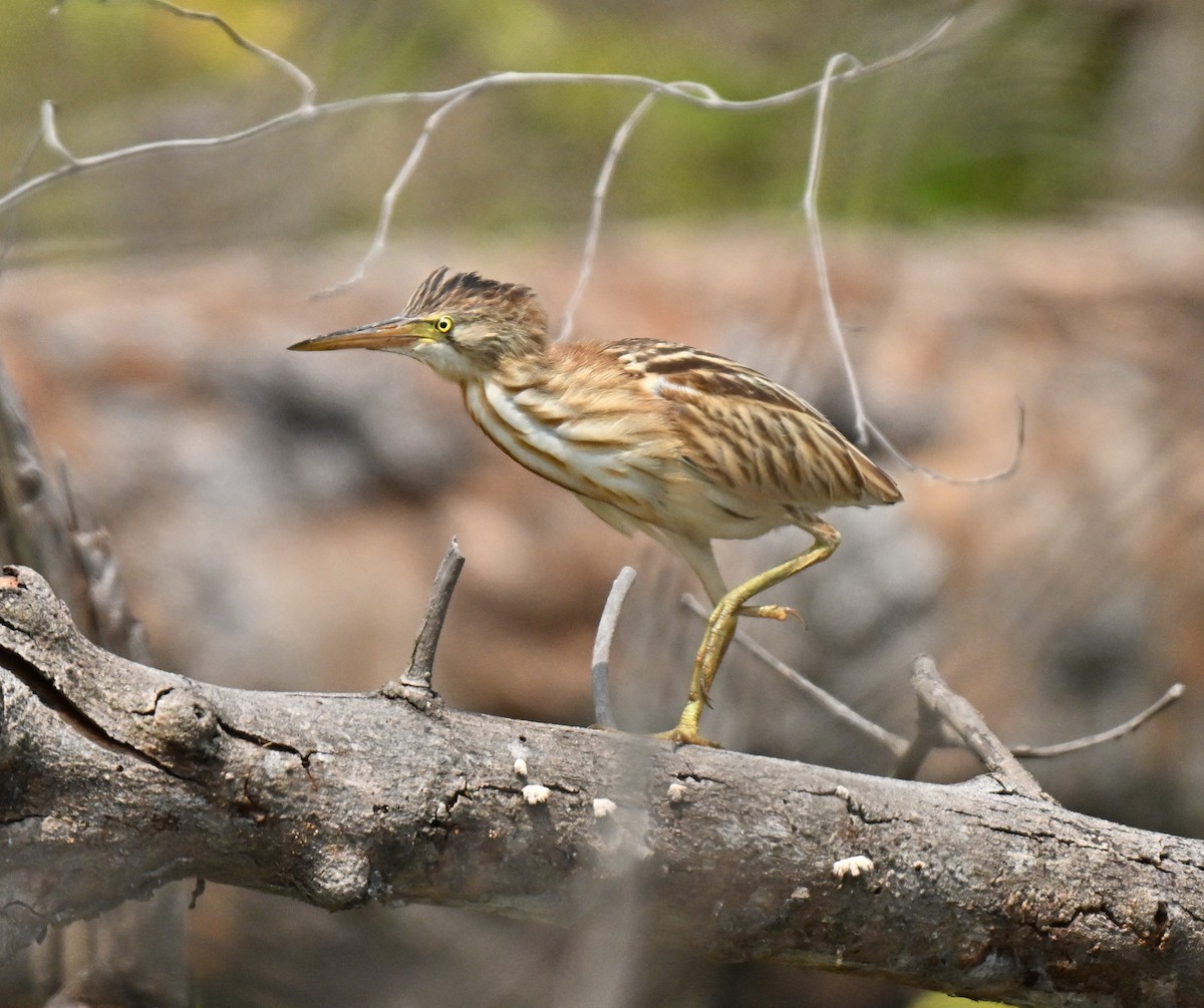 Yellow Bittern - ML646178064