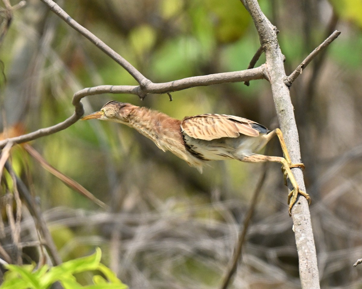 Yellow Bittern - ML646178065