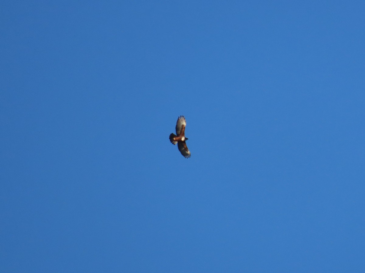 Rufous-bellied Eagle - ML646178067