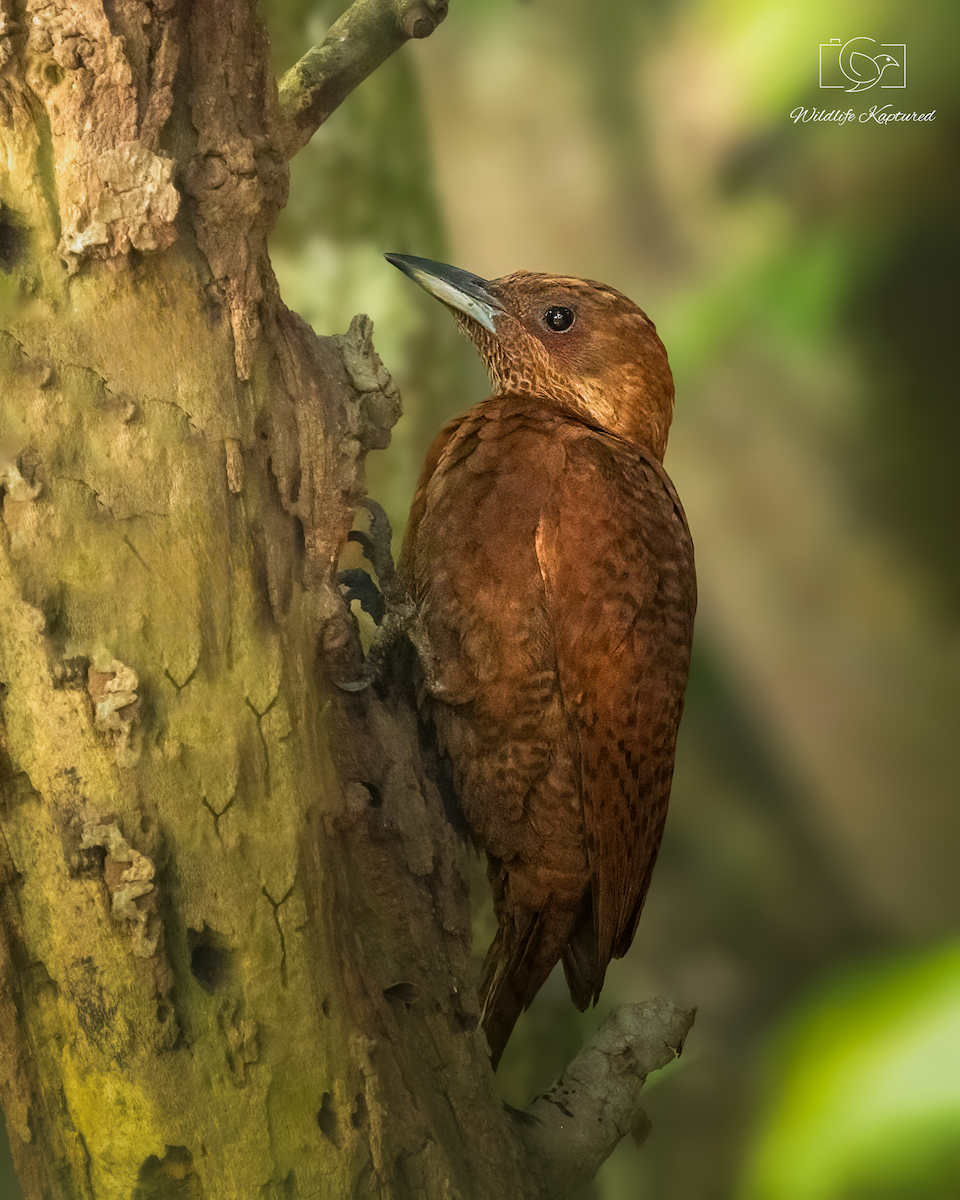 Rufous Woodpecker - ML646178068