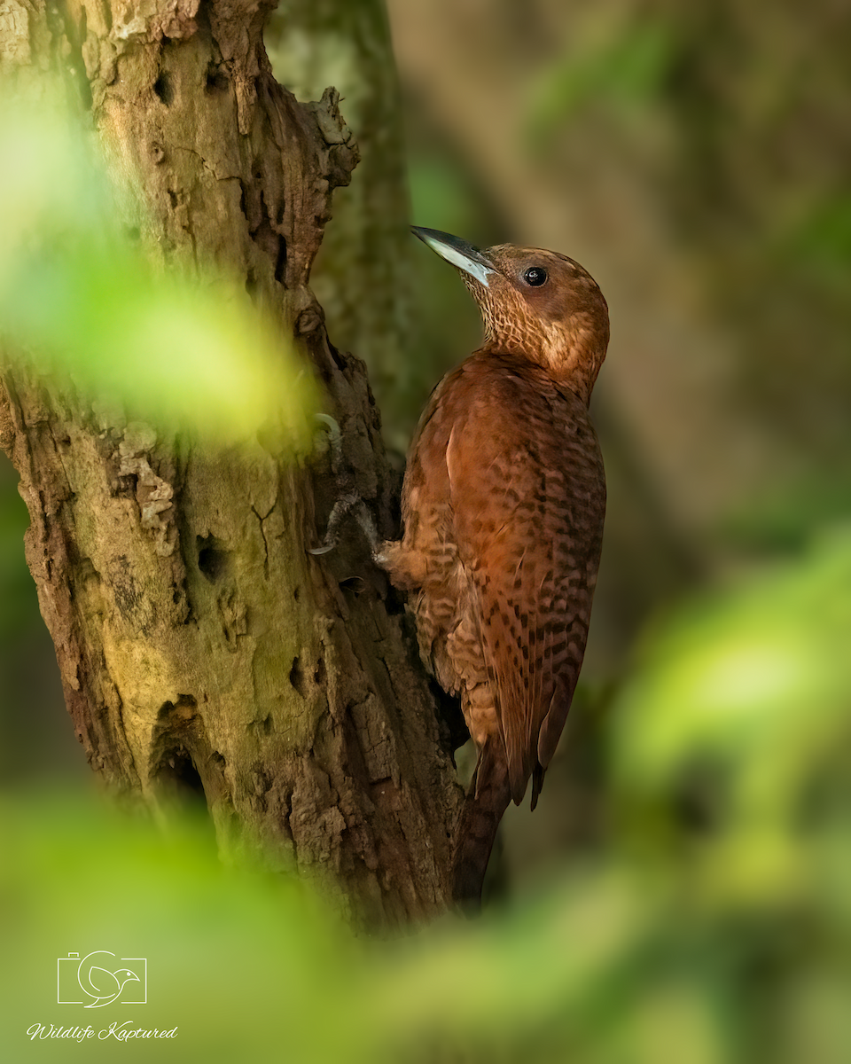 Rufous Woodpecker - ML646178069