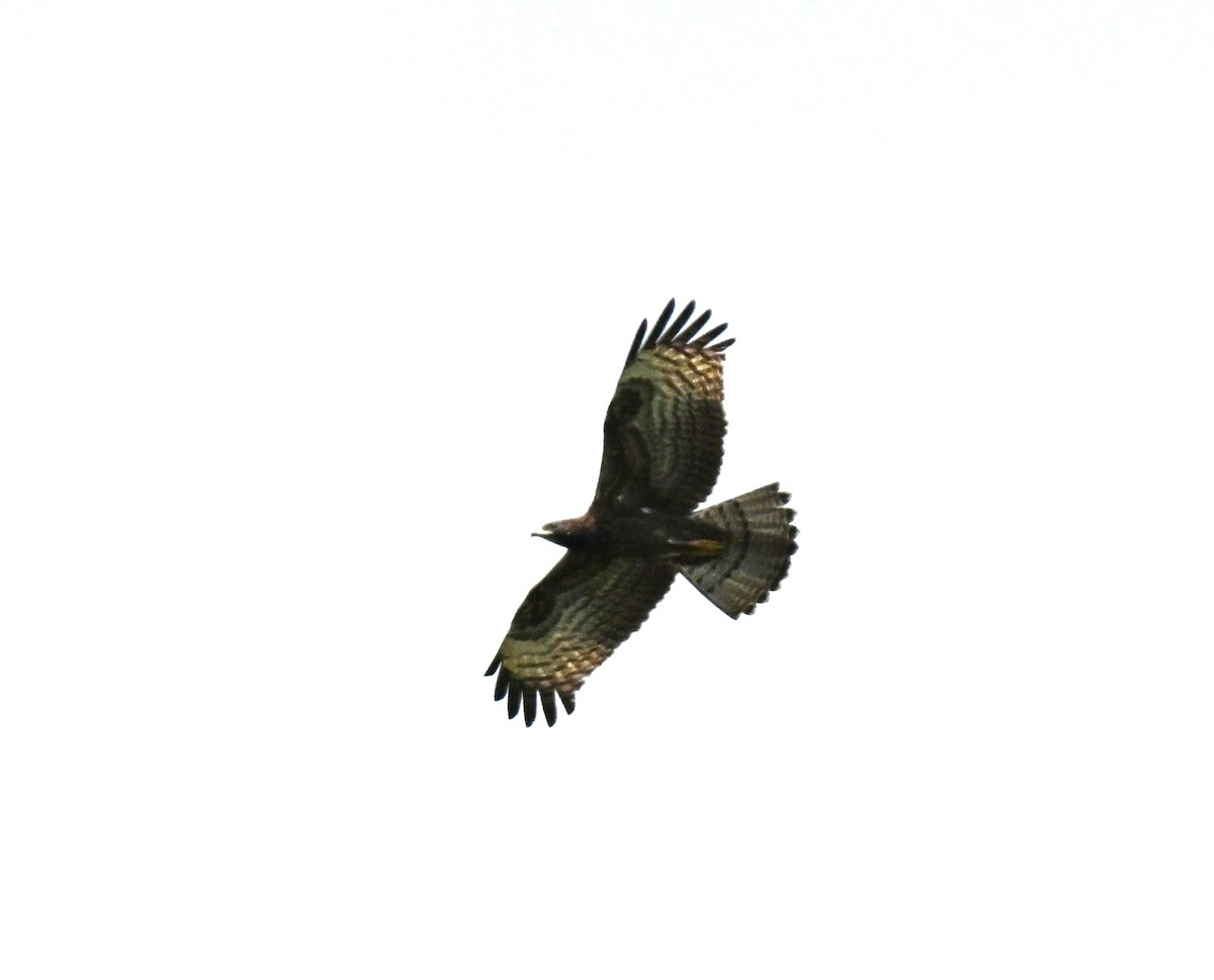 Oriental Honey-buzzard - ML646178071