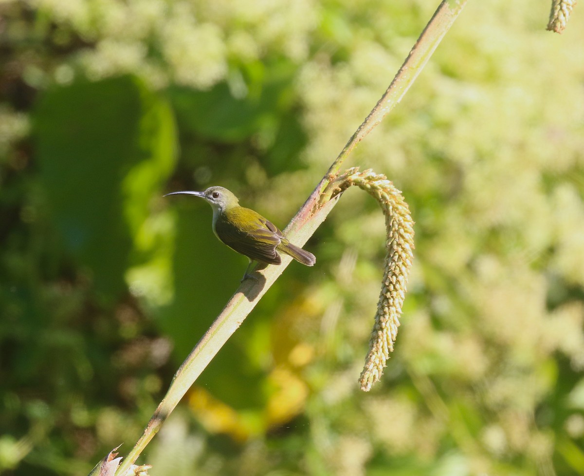 コクモカリドリ - ML646178072