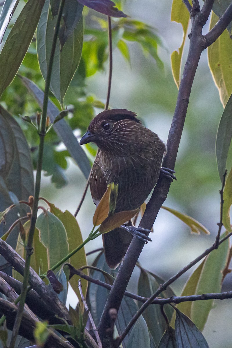 Striated Laughingthrush - ML646178073
