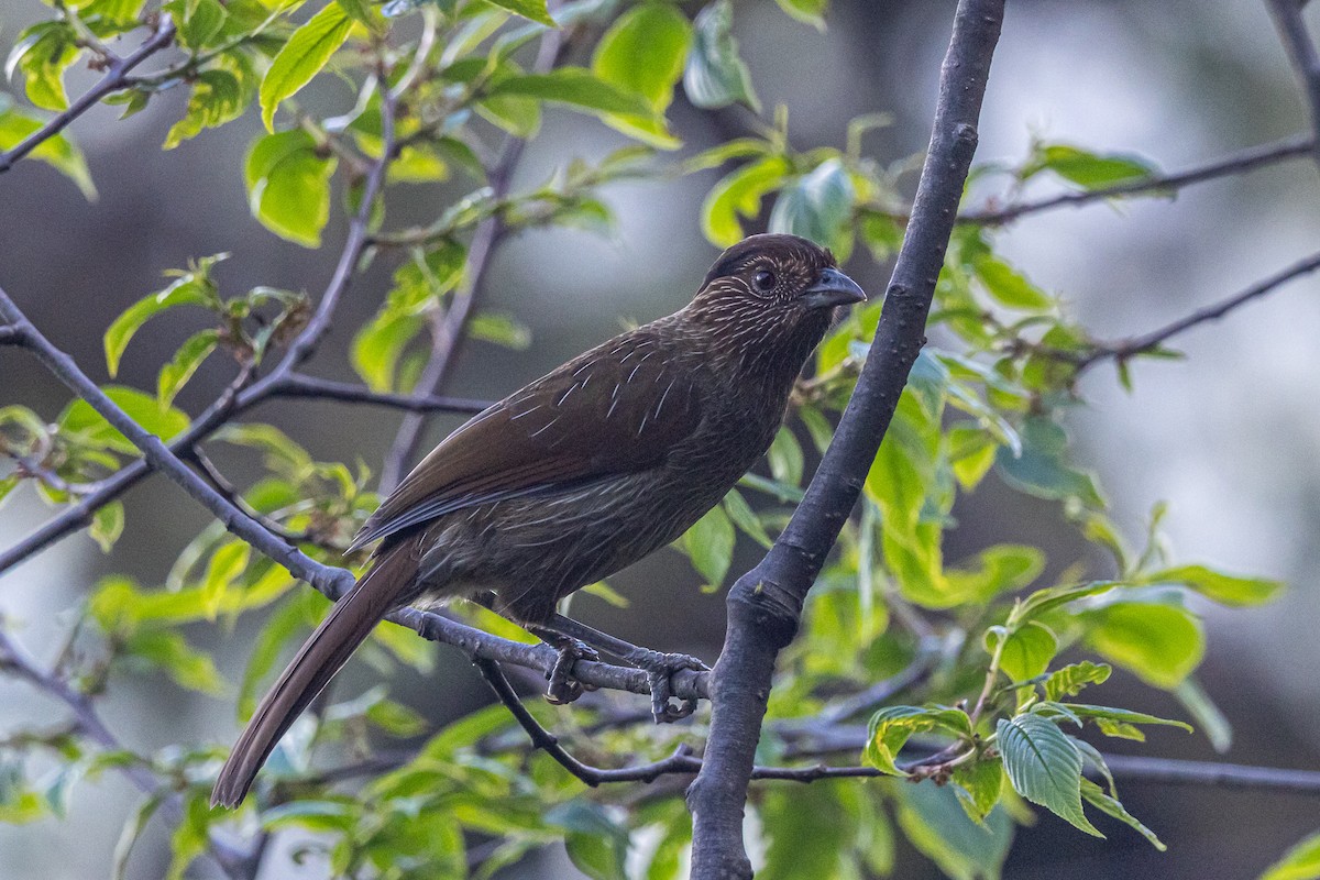 Striated Laughingthrush - ML646178074