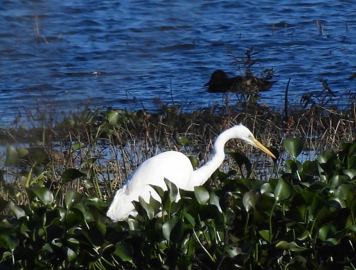 Great Egret - ML646178075