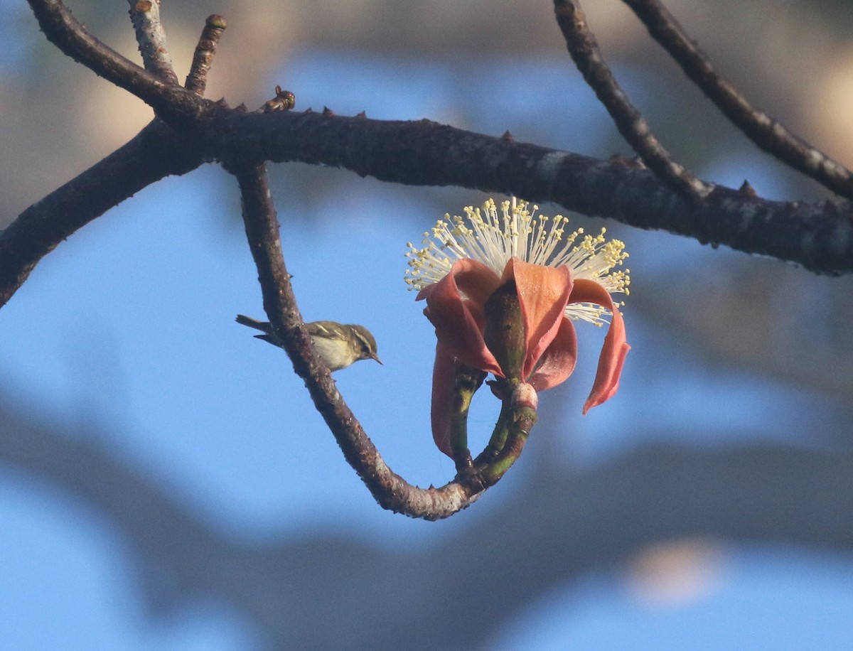 キマユムシクイ - ML646178080