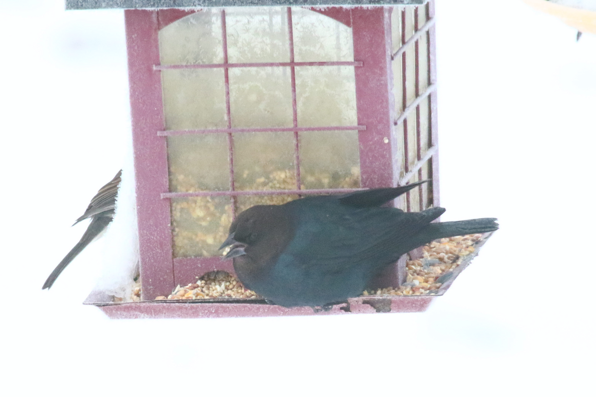 שחרורית חומת-ראש - ML646178083
