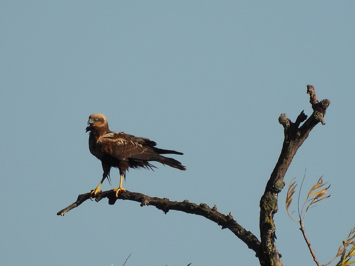 Western Marsh Harrier - ML646178085