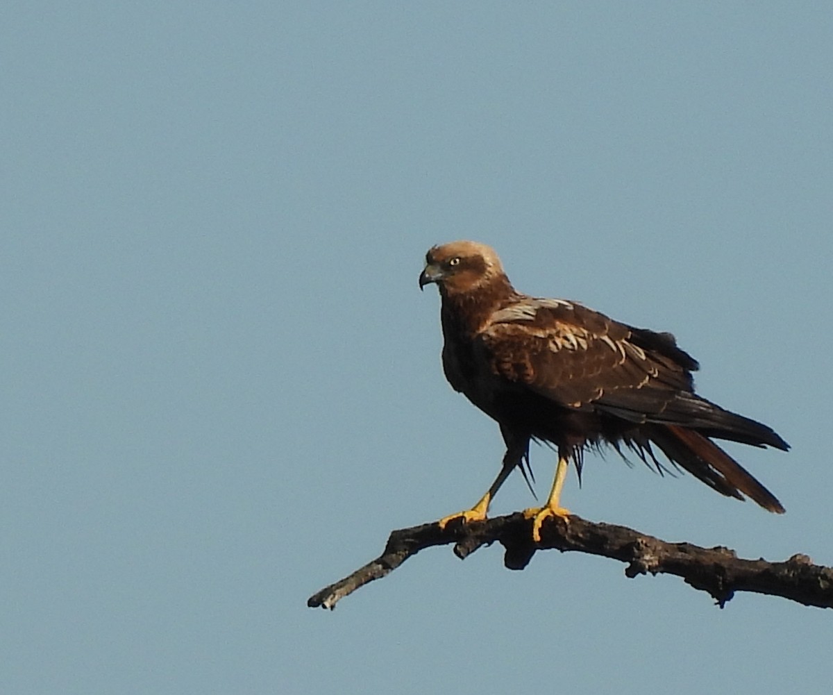 Western Marsh Harrier - ML646178086