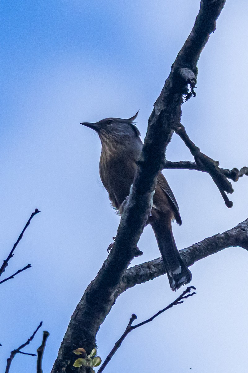 Streak-throated Barwing - ML646178090
