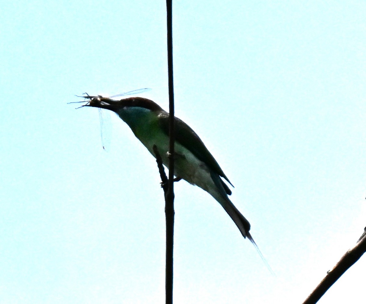 Blue-throated Bee-eater - ML646178097