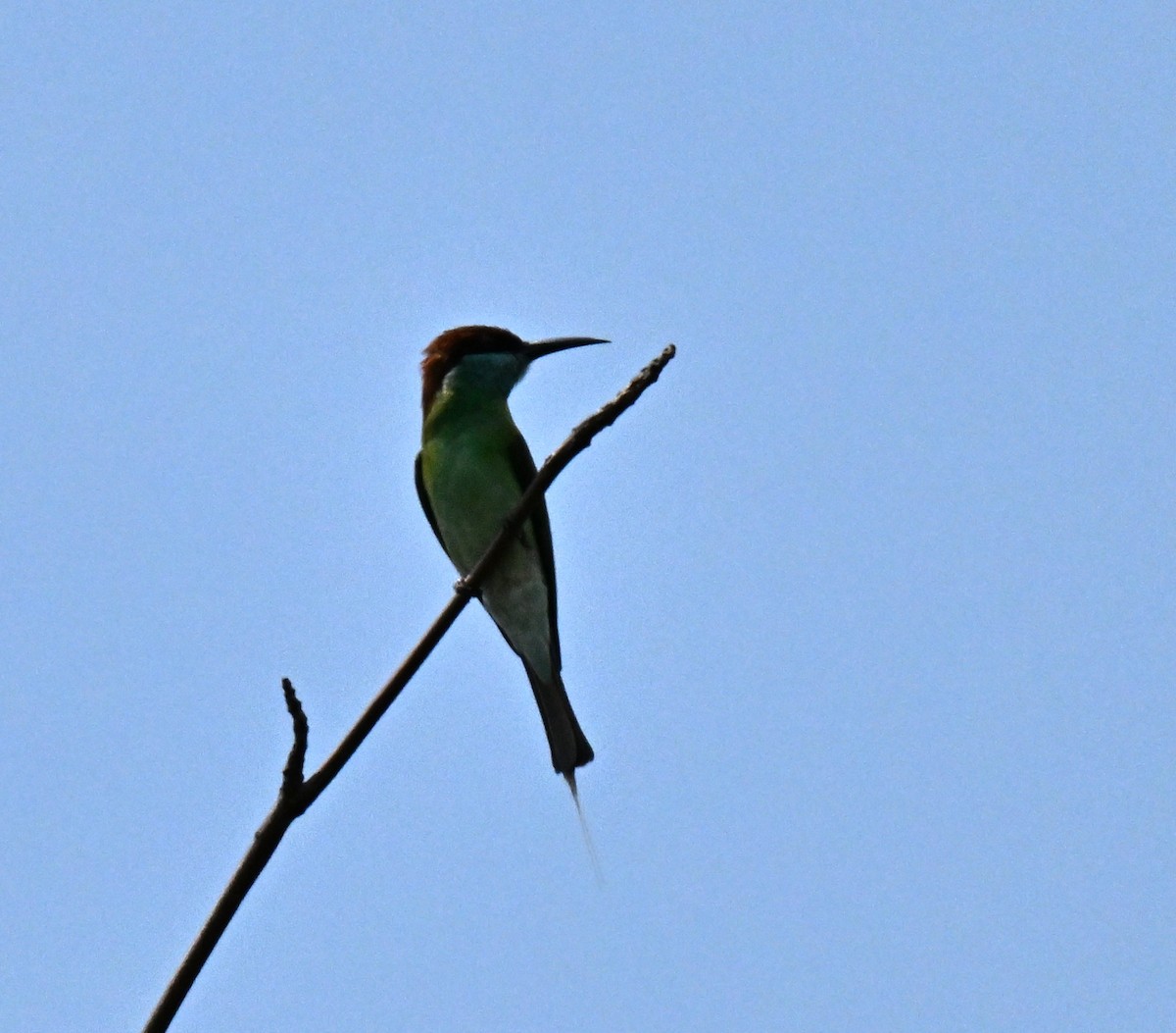 Blue-throated Bee-eater - ML646178098