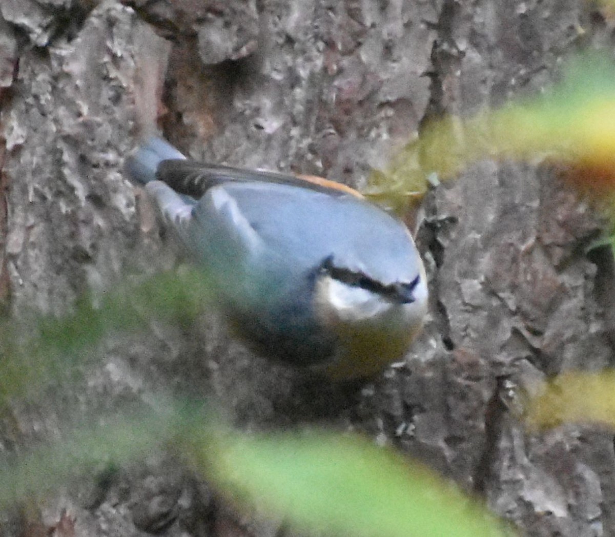 סיטה אירופית - ML646178099