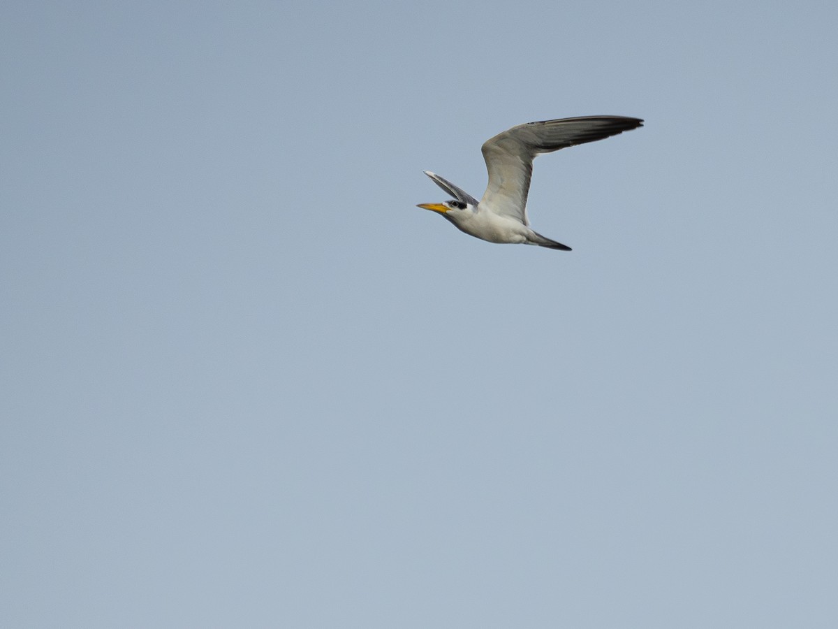 Large-billed Tern - ML646178101