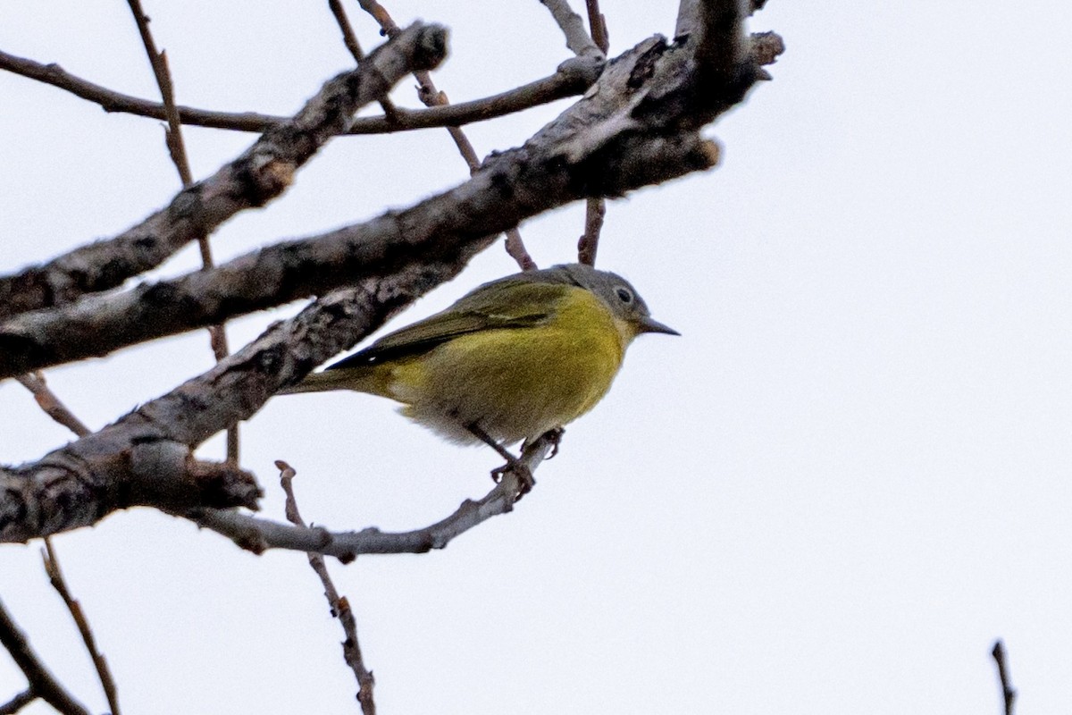 Nashville Warbler - ML646178102