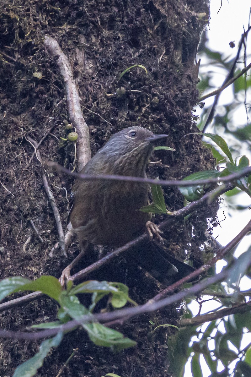 Streak-throated Barwing - ML646178103