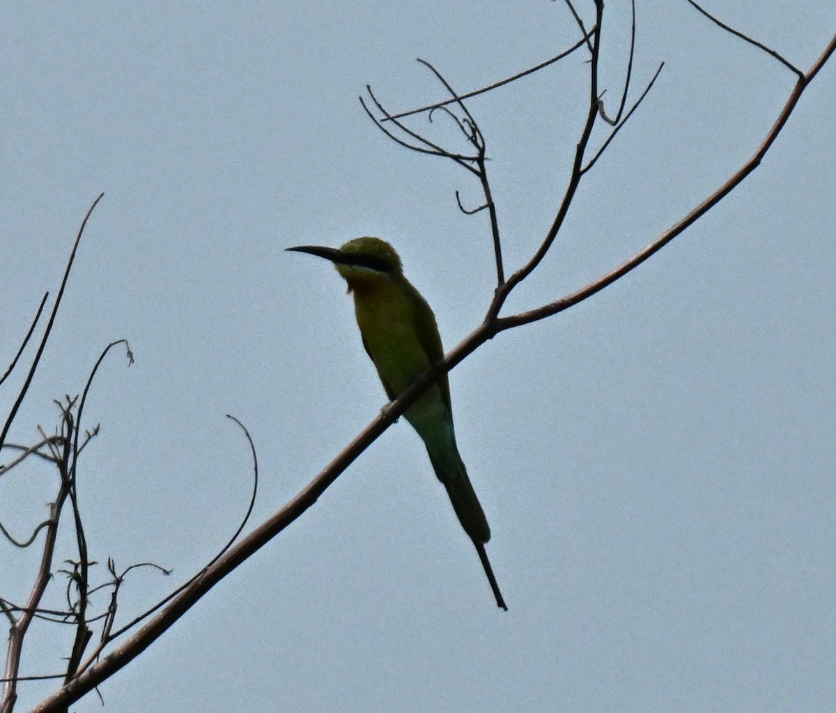 Blue-tailed Bee-eater - ML646178105