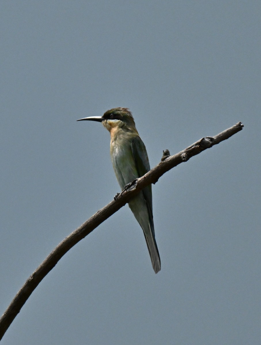 Blue-tailed Bee-eater - ML646178106