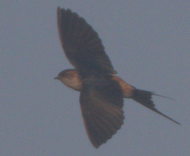 brosvale/landsbysvale/tempelsvale - ML646178109