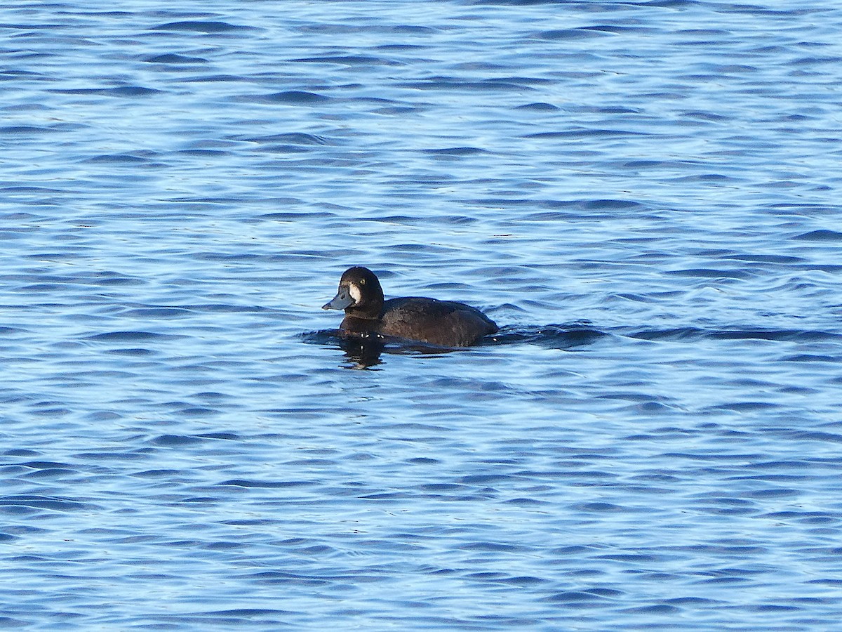 Морская чернеть - ML646178110