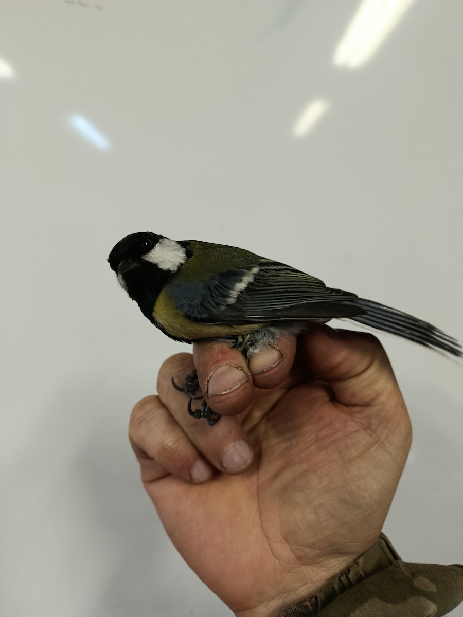 Great Tit - ML646178111