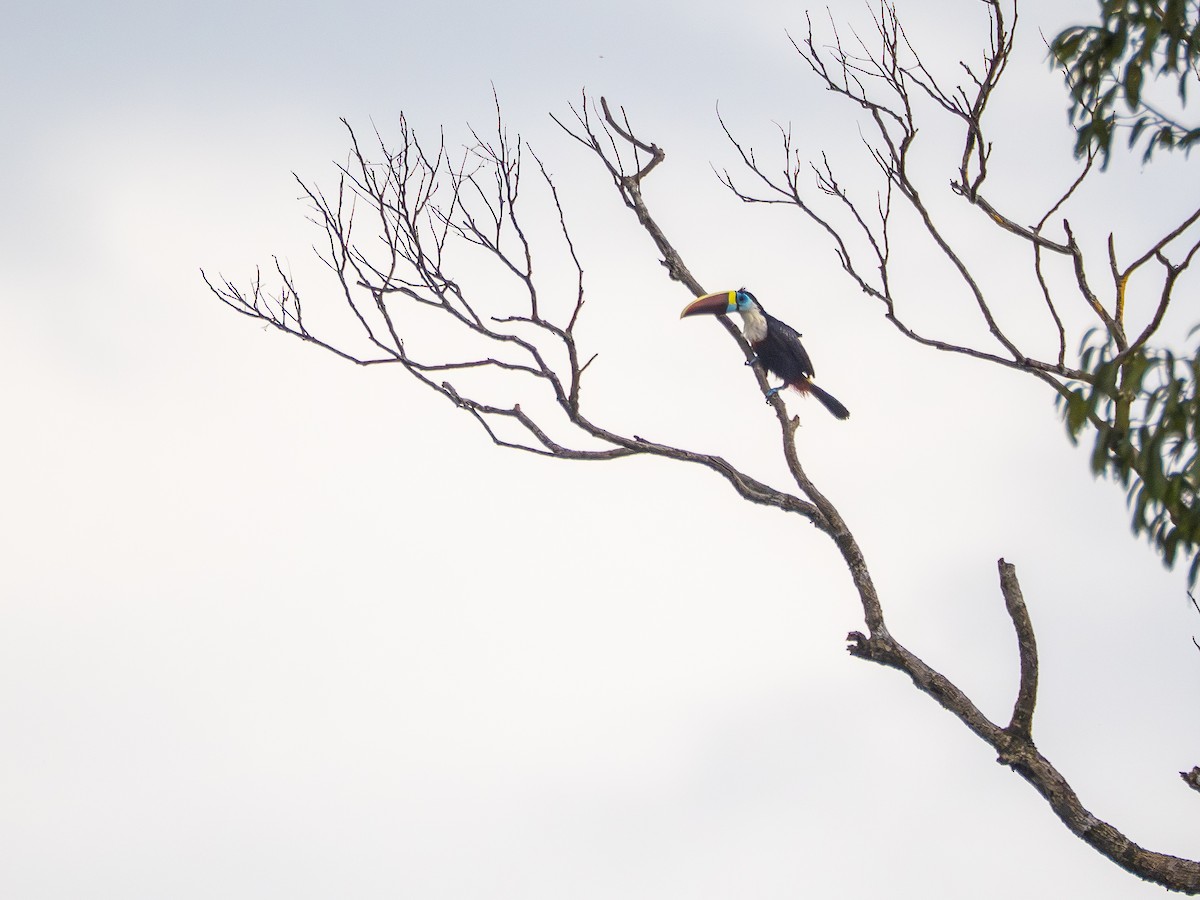 White-throated Toucan - ML646178113