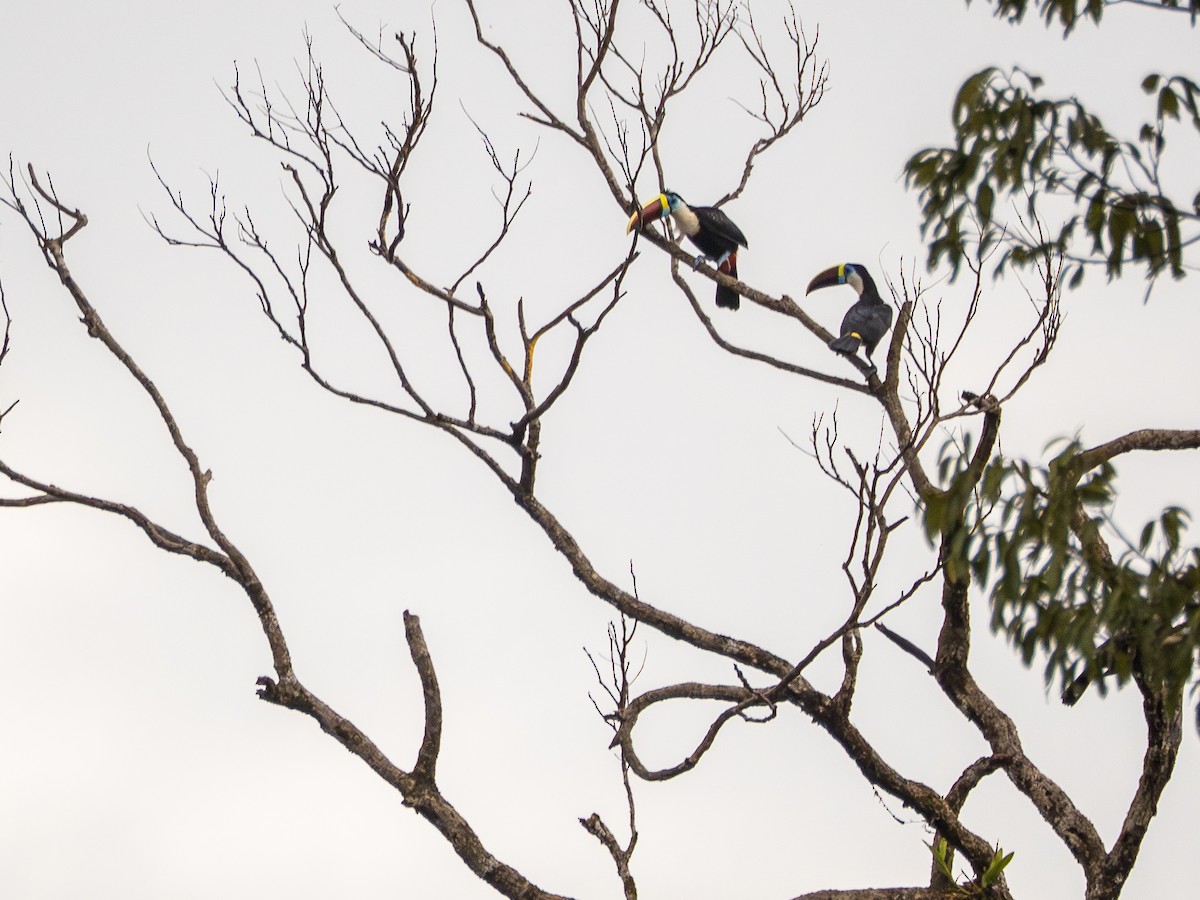 White-throated Toucan - ML646178114