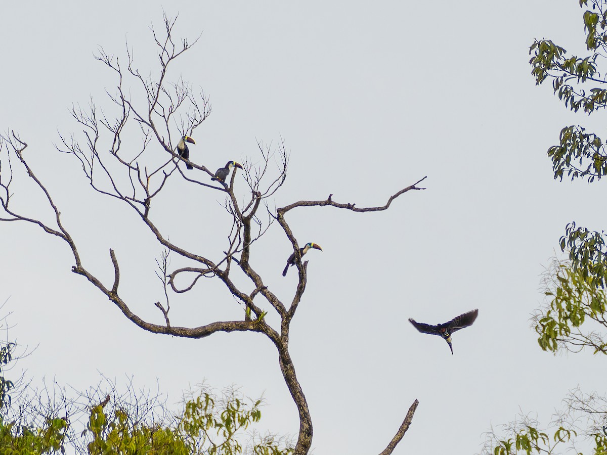 White-throated Toucan - ML646178115