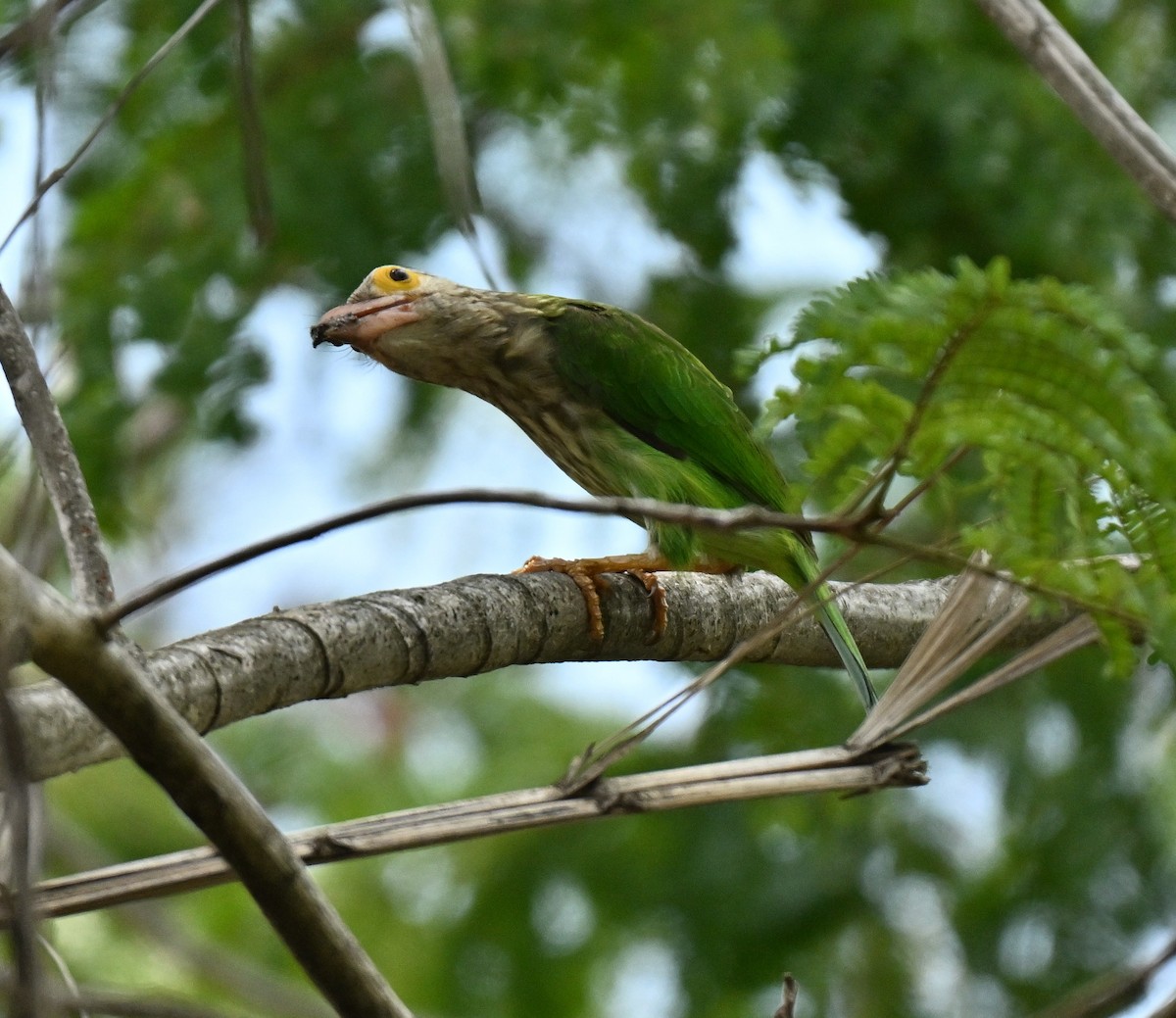 Lineated Barbet - ML646178116