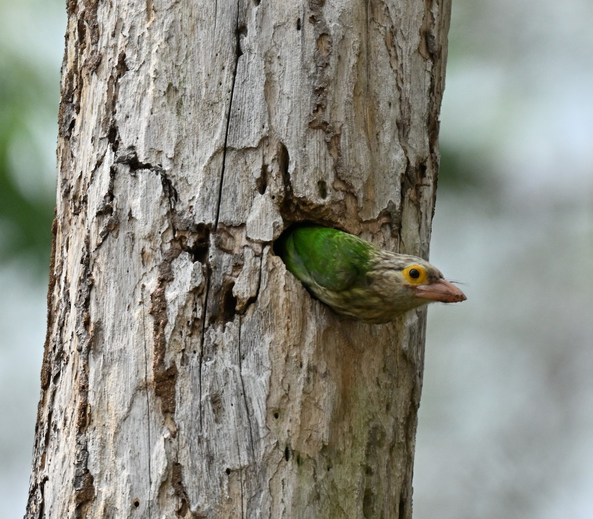 Lineated Barbet - ML646178117