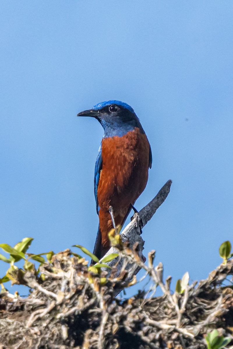 Chestnut-bellied Rock-Thrush - ML646178118