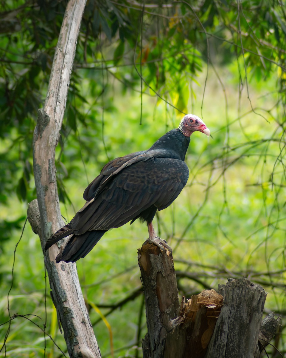 Turkey Vulture - ML646178124