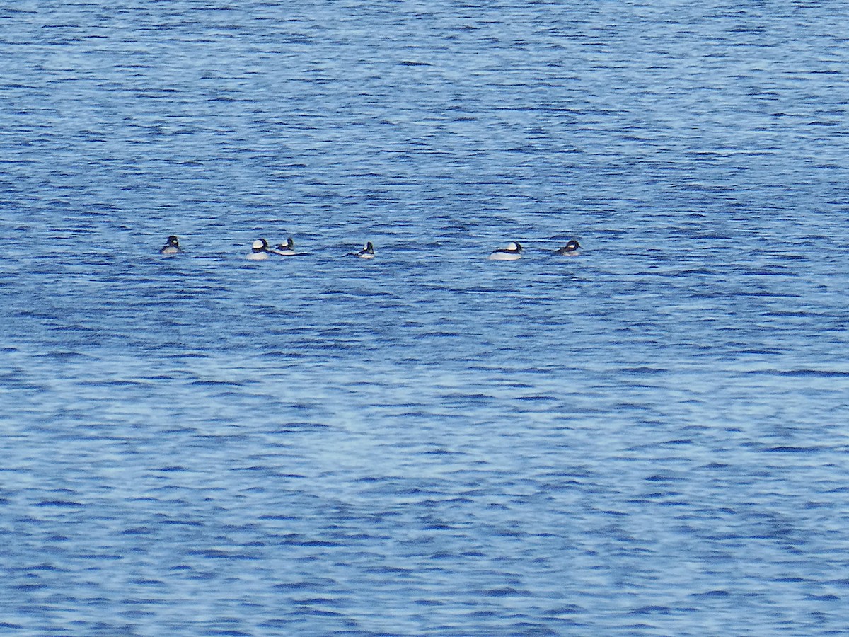 Bufflehead - ML646178134