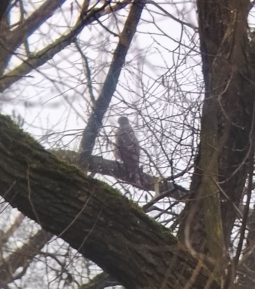 オオタカ - ML646178135