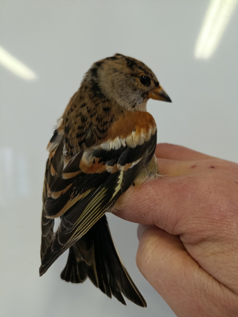 Brambling - ML646178144