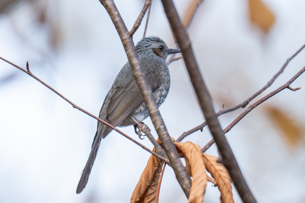Brown-eared Bulbul - ML646178145