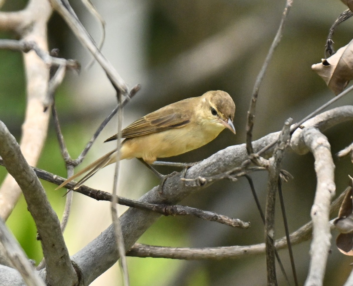 Oriental Reed Warbler - ML646178146
