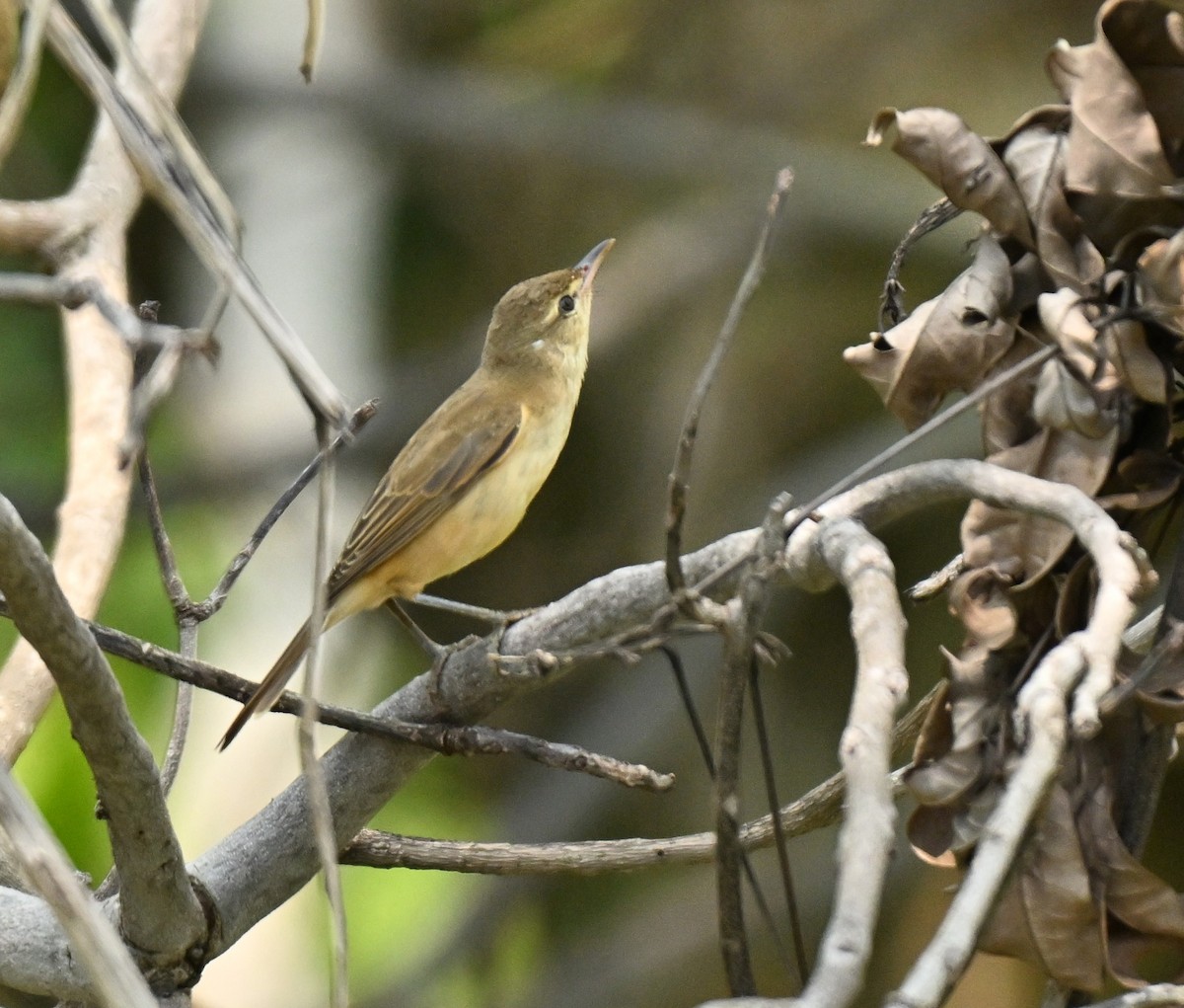 Oriental Reed Warbler - ML646178147