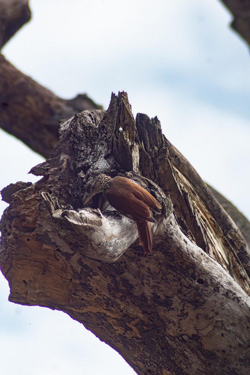 Straight-billed Woodcreeper - ML646178149
