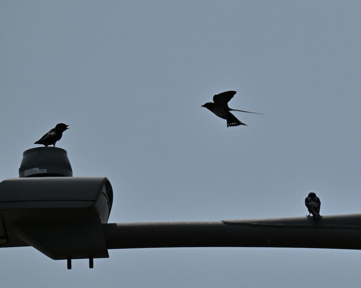 Pacific Swallow - ML646178150