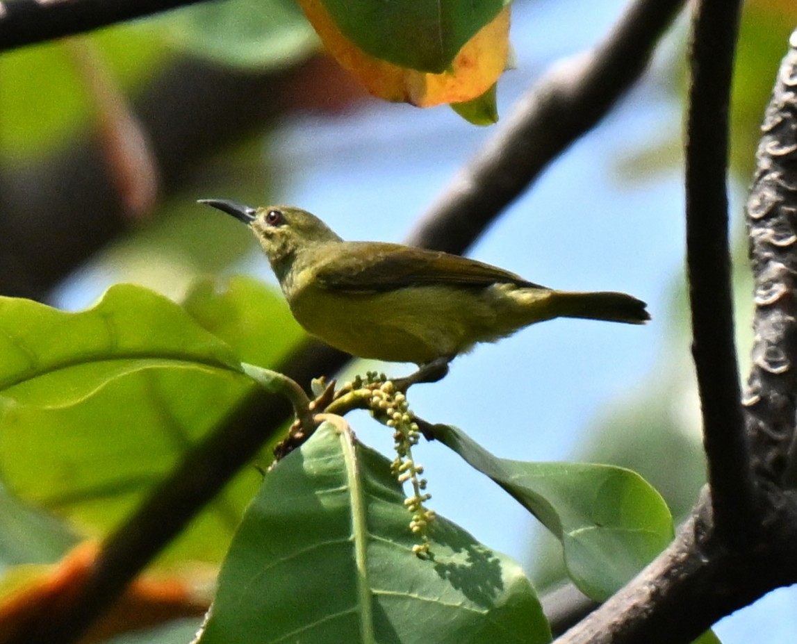Brown-throated Sunbird - ML646178154