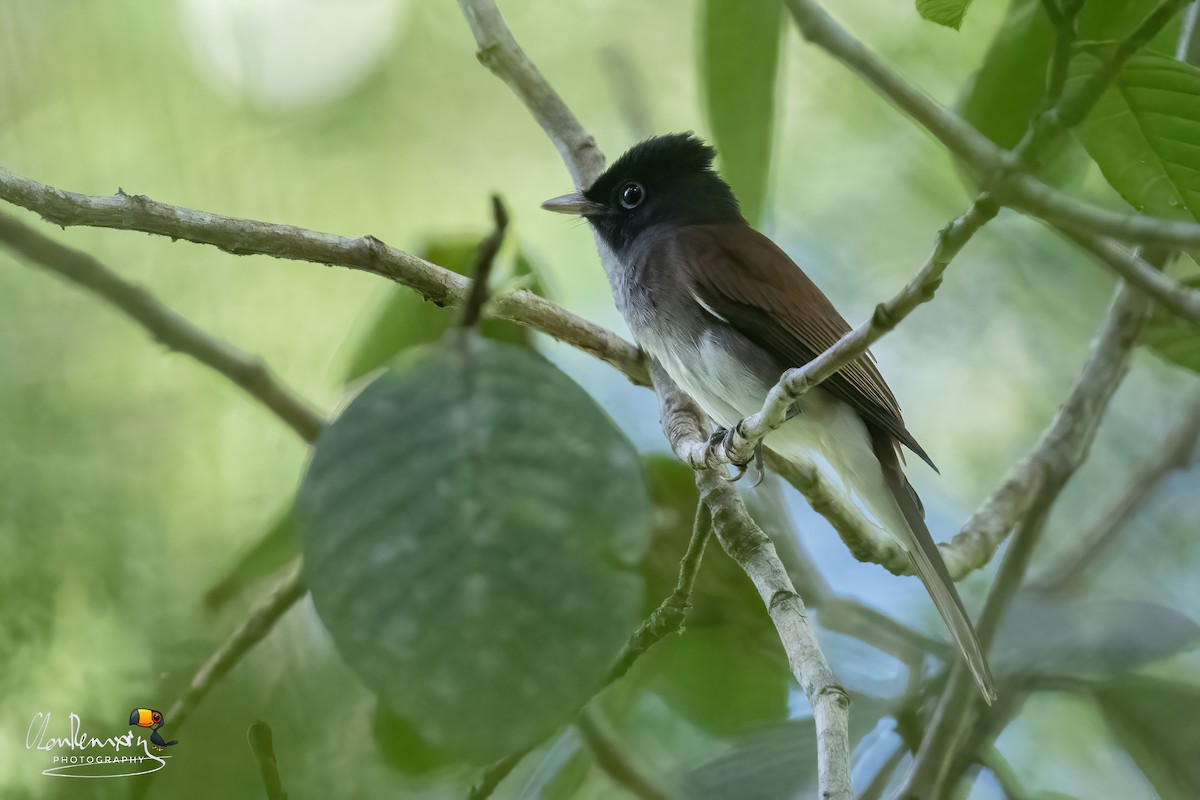 紫綬帶 - ML646178155