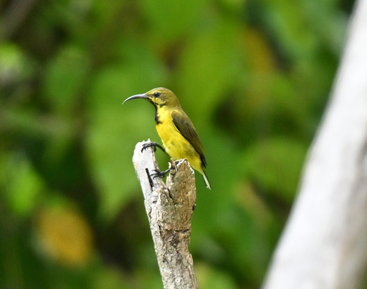 Ornate Sunbird - ML646178157