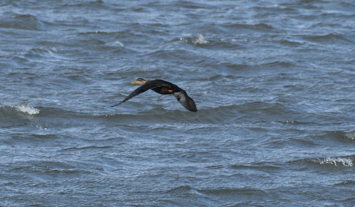 American Black Duck - ML646178165