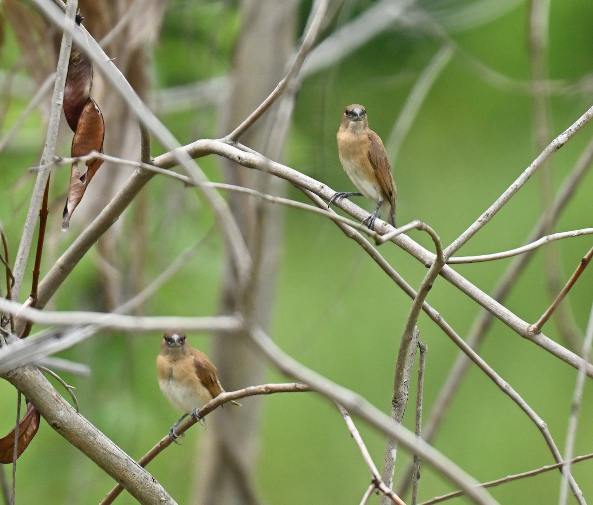 Scaly-breasted Munia - ML646178166